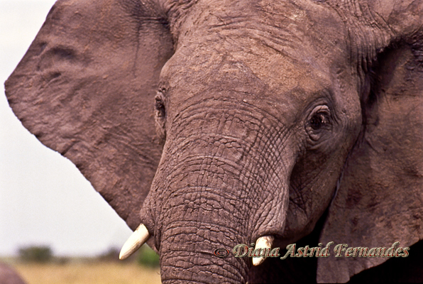 Elephant-head-shot-Serengeti-NP-Tanzania